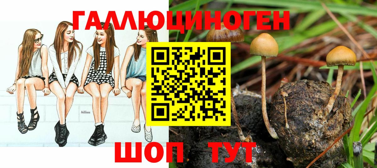 Юрга  Галлюциногенные грибы GOLDEN TEACHER  Вход с VPN  Псилоцибиновые грибы прущие грибы 